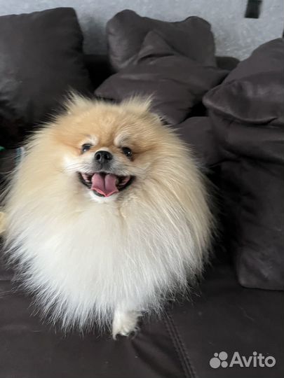 Померанский шпиц вязка кобель