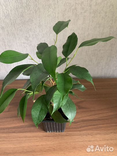 Фикус барок, бенджамина,цветы комнатные