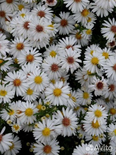 Кустовая астра