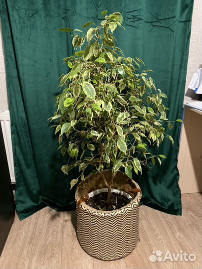 Фикус бенджамина