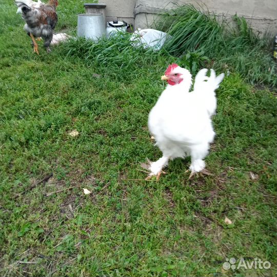 Молодые петушки