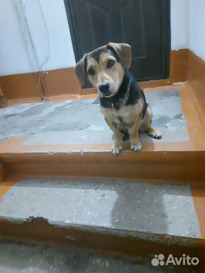 Умный пёс ищет нового или старого хозяина