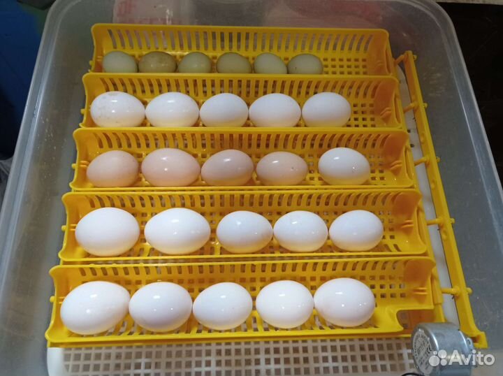 Инкубационное яйцо кур несушек