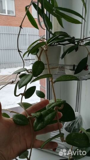 Хойи взрослые, добавлено 01.05.23