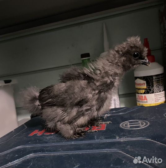 Цыплята Китайские шелковые