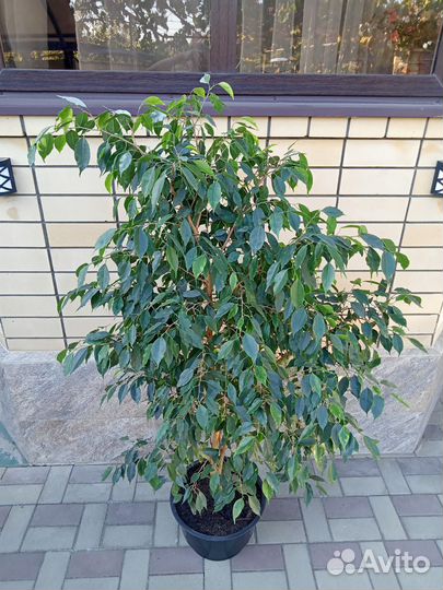 Фикус бенджамина