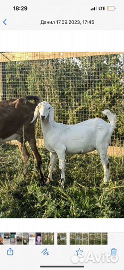 Нубийские козы