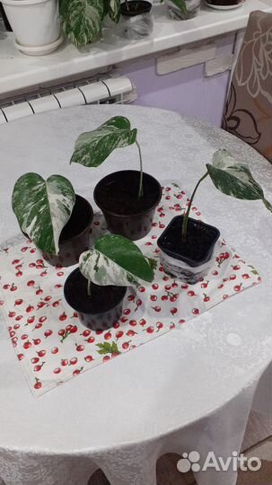 Комнатные цветы монстера альба. вариегатная