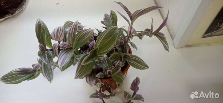 Традесканция