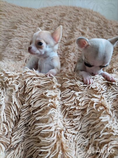 Щенки чихуахуа