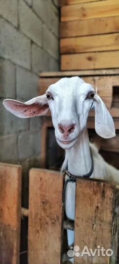 Молоко козье опт от 50л