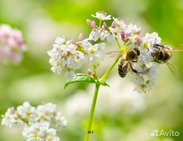 Мёд 2024 года из Алтая опт