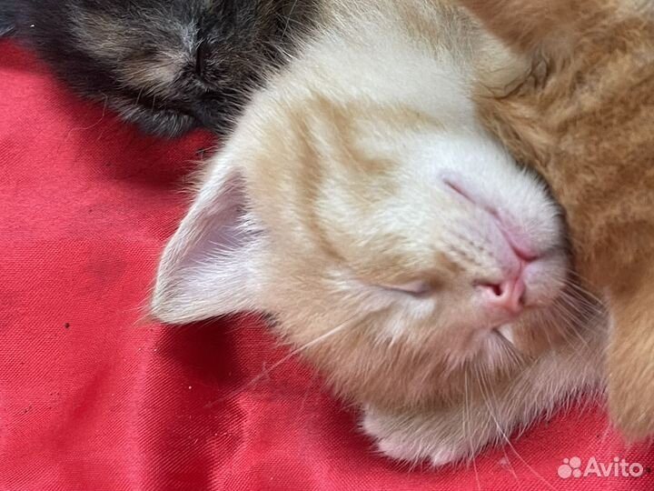 Котята бесплатно