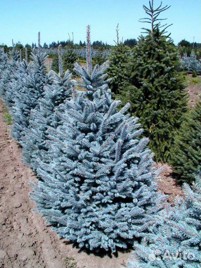 Елка голубая