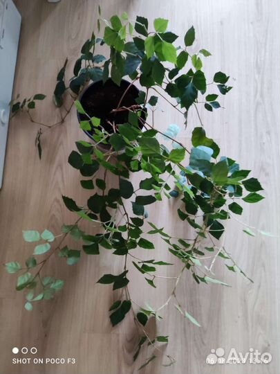 Комнатный цветок Березка