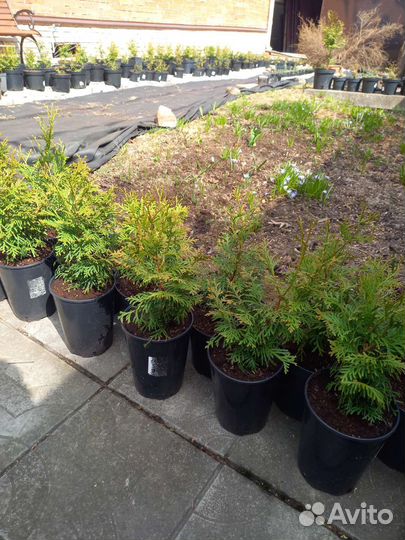 Туя смарагд