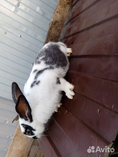 Кролики мясных пород