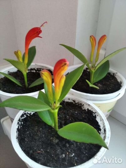 Эсхинантус. Цветок Жар-птица