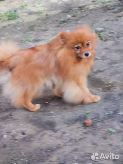 Шпиц взрослая девочка