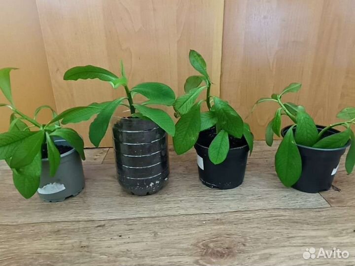 Продам расстение синадениум
