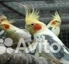Попугаи карелла