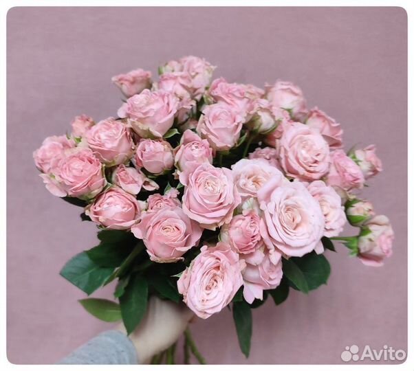 Пионовидные розы Бомбастик. Доставка бесплатно