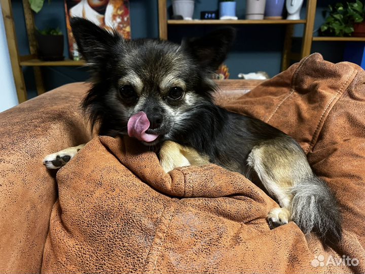 Случка чихуахуа