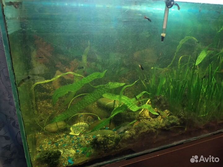 Аквариум