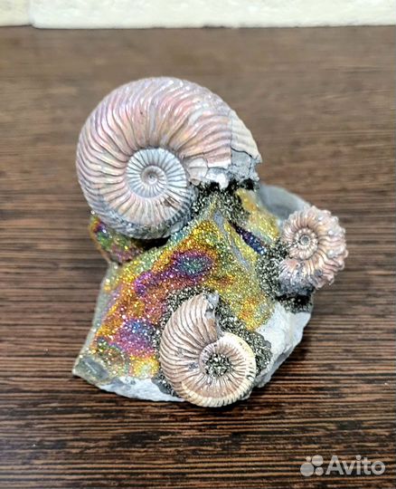Подарок Аммониты. Сувенир в стиле 