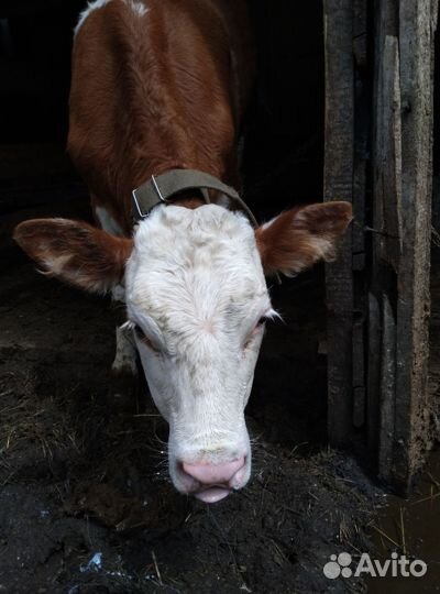 Тёлочка на племя