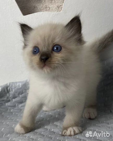 Котенок сил миттед мальчик