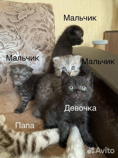 Котята вислоухие