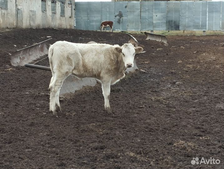 Телята телочки