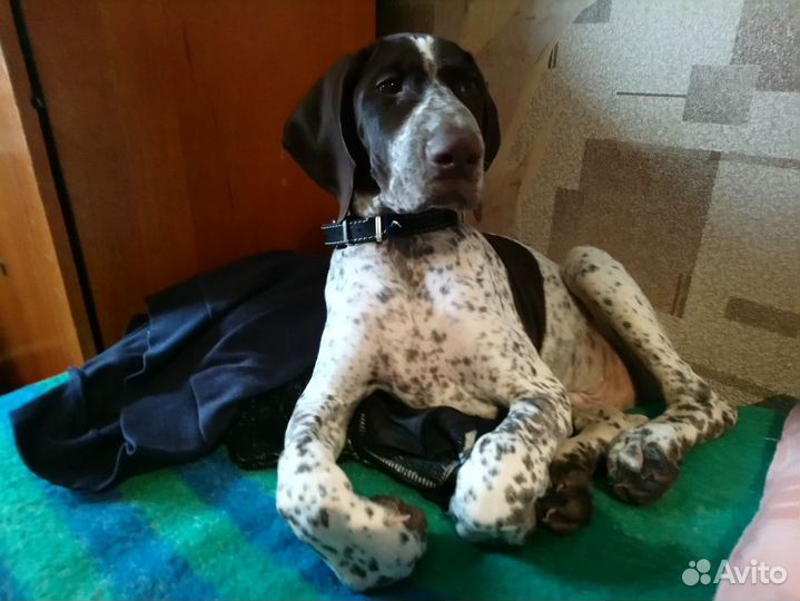 Курцхаар вязка