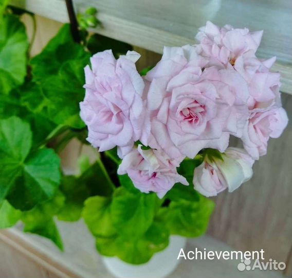 Пеларгония сортовая