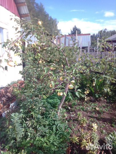 Саженцы :смородина,малина.,ирга.красная черемух