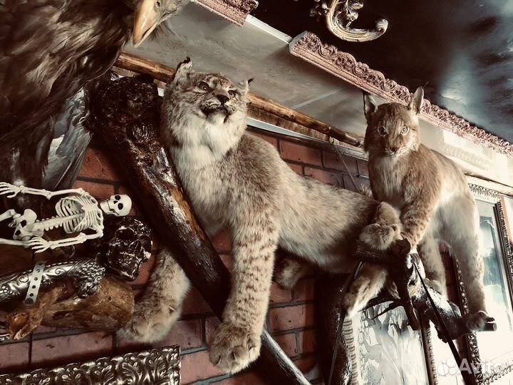 Рысь имитация