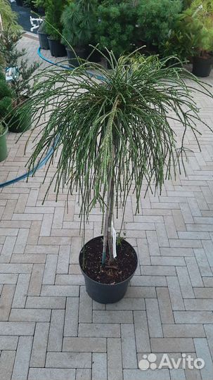 Хвойные и лиственные на штамбе