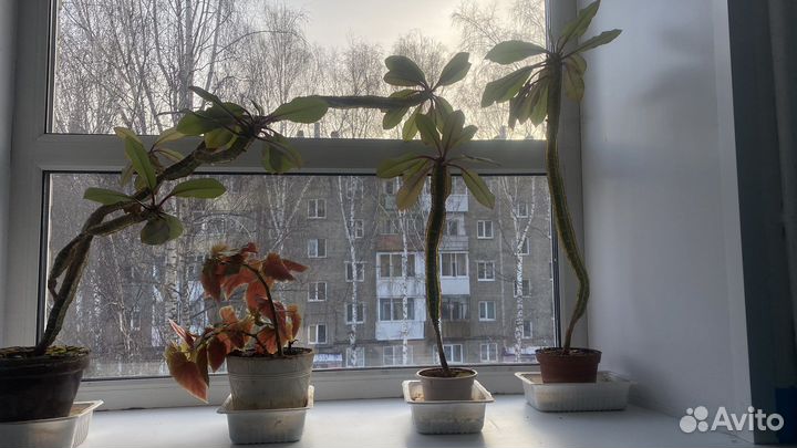 Продам цветы комнатные