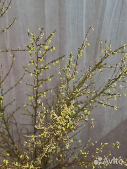 Форзиция метр длина премиум веточки