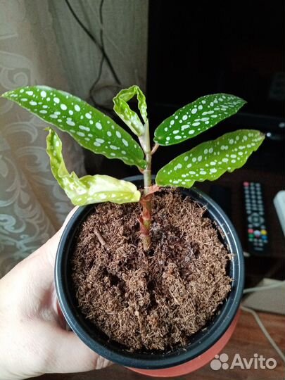 Бегония Альба-Пикта