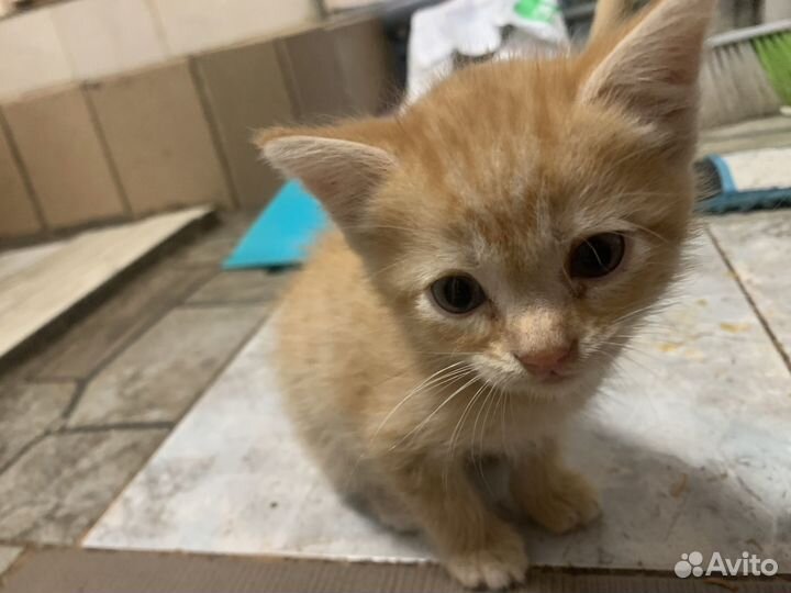 Котята продаются