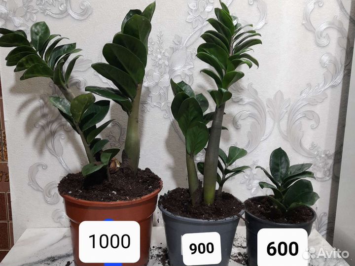 Замиокулькас зензи