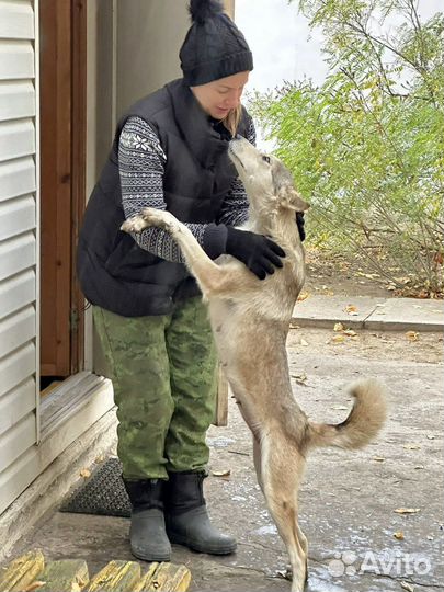 Собачка Луна в добрые руки