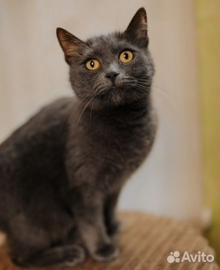 Кошка, девочка