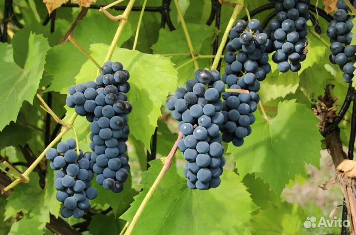 Саженцы винограда 