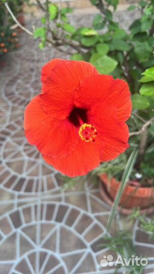 Гибискус древовидный