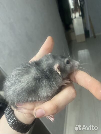 Крыса дамбо