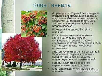 Клен гиннала