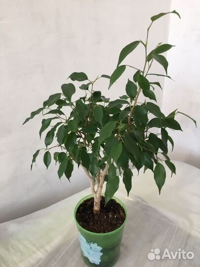 Мелколистный фикус Бенджамина